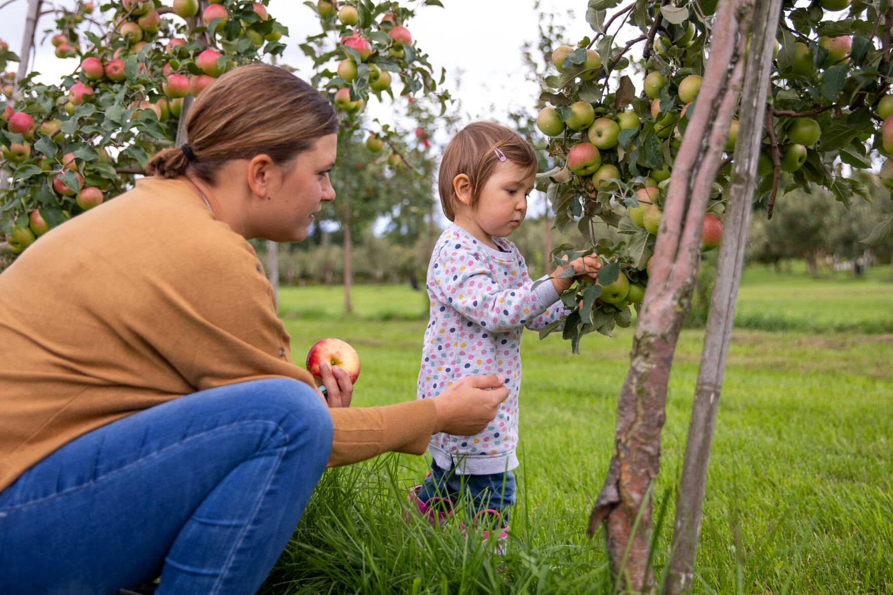 Many growers still seeing fruitful harvest